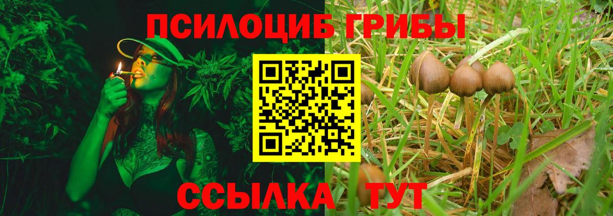 Псилоцибиновые грибы Cubensis Гусиноозёрск